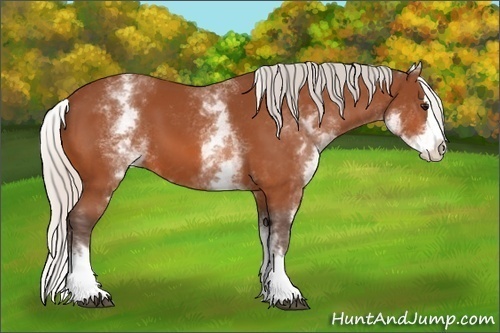 Horse Color:White Spotted Silver Bay Splash