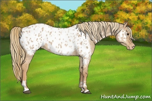 Horse Color:Red Dun Appaloosa  and Red Dun Appaloosa 