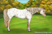 Horse Color:Red Dun Appaloosa  and Red Dun Appaloosa 