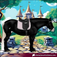 Horse Color:Smoky Black Appaloosa 