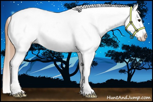 Horse Color:Chestnut Blanket 