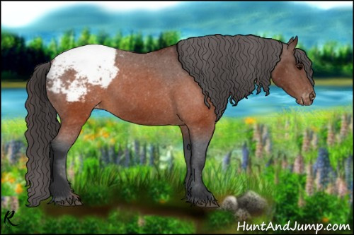 Horse Color:Brown Appaloosa 