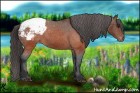 Horse Color:Brown Appaloosa