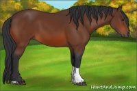Horse Color:Bay Tobiano 