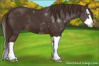Horse Color:Liver Chestnut Splash 