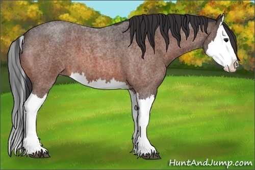 Horse Color:Bay Roan Splash