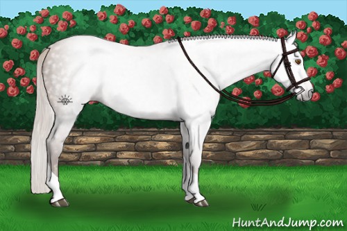 Horse Color:Gray Silver Black Pearl Tobiano
