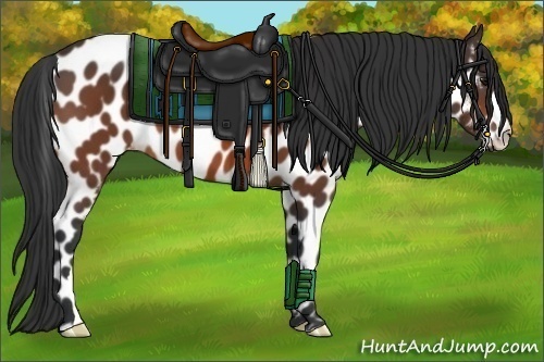 Horse Color:Bay Appaloosa 