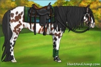 Horse Color:Bay Near Leopard