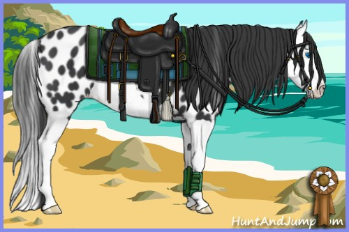Horse Color:Black Splash Appaloosa 