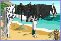 Horse Color:Black Splash Appaloosa 