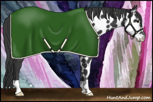 Horse Color:Black Appaloosa Rabicano 