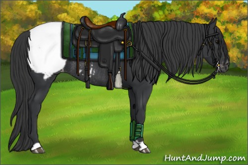 Horse Color:Black Appaloosa Rabicano 