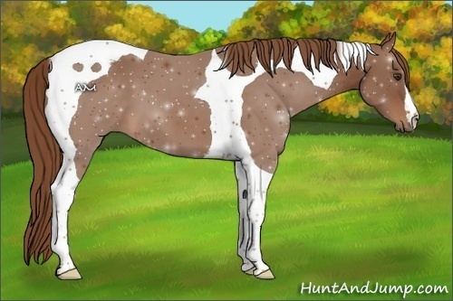Horse Color:Chestnut Tobiano 