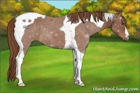 Horse Color:Chestnut Tobiano