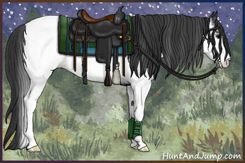 Horse Color:White Spotted Black Appaloosa Rabicano 