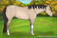 Horse Color:Sable Champagne Dun 