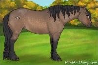Horse Color:Brown Dun