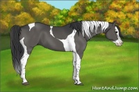 Horse Color:Grullo Splash Tobiano 