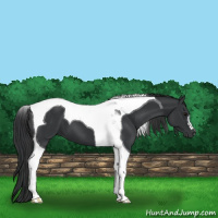 Horse Color:Black Tobiano 