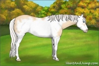Horse Color:Silver Amber Champagne Dun Splash Frame 