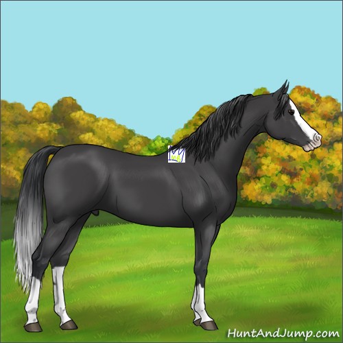 Horse Color:Black Splash 
