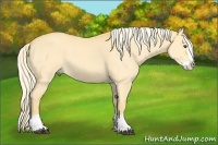 Horse Color:Palomino Dun Splash 