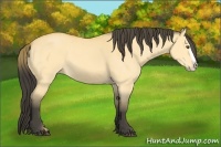 Horse Color:Buckskin Dun Splash