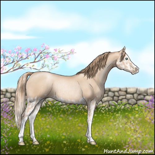 Horse Color:Gold Champagne Pearl Rabicano  and Gold Champagne Pearl Splash Rabicano 