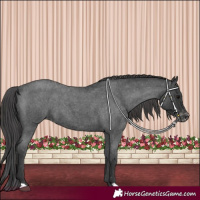 Horse Color:Blue Roan Appaloosa