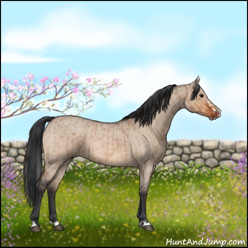 Horse Color:Bay Roan Dun and Bay Roan Dun Splash