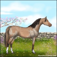 Horse Color:Liver Red Dun Snowflake Varnish  and Bay Dun 