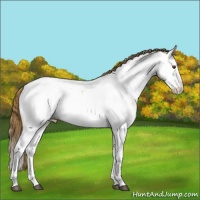 Horse Color:Buckskin Dun Splash Appaloosa 