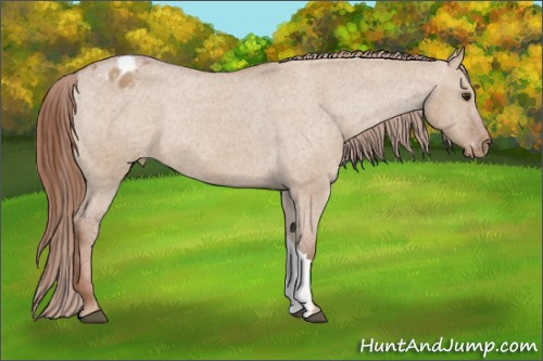 Horse Color:Red Dun Appaloosa Rabicano 