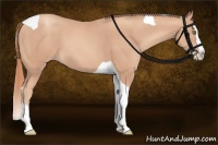 Horse Color:Gold Champagne Splash Tobiano