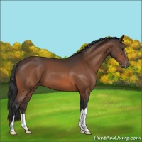 Horse Color:Bay Appaloosa 