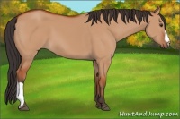 Horse Color:Bay Dun
