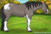 Horse Color:Grullo Splash Tobiano 