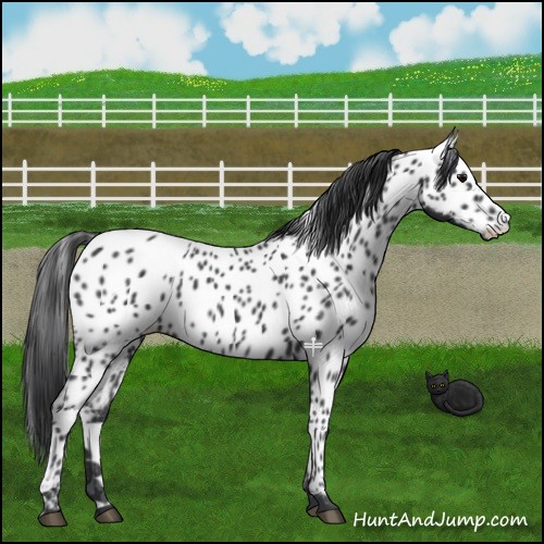 Horse Color:Black Appaloosa 