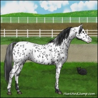 Horse Color:Black Appaloosa 