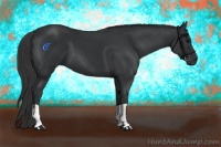 Horse Color:Black and Black