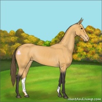 Horse Color:Buckskin Varnish 
