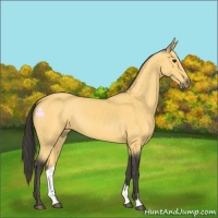 Horse Color:Buckskin 