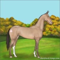 Horse Color:Amber Champagne 