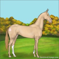 Horse Color:Gold Champagne 