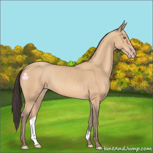 Horse Color:Amber Champagne