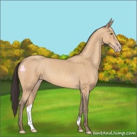 Horse Color:Amber Champagne 