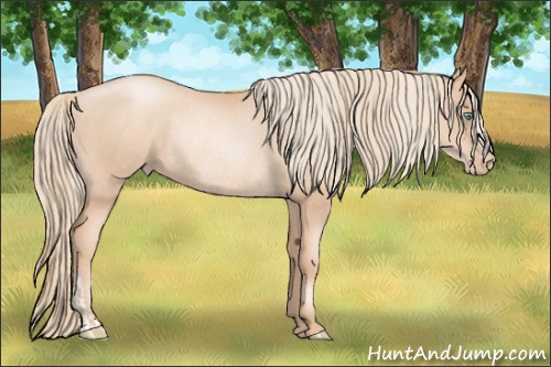 Horse Color:Gold Champagne Pearl Rabicano  and Gold Champagne Pearl Rabicano 