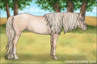 Horse Color:Gold Champagne Pearl Rabicano  and Gold Champagne Pearl Rabicano 