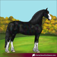 Horse Color:White Spotted Midnight Black 
